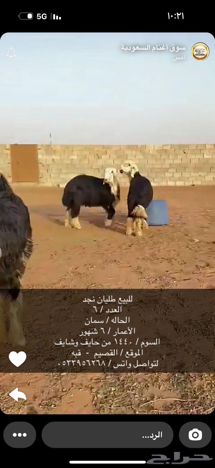 للبيع طليان نجد64564476406274110