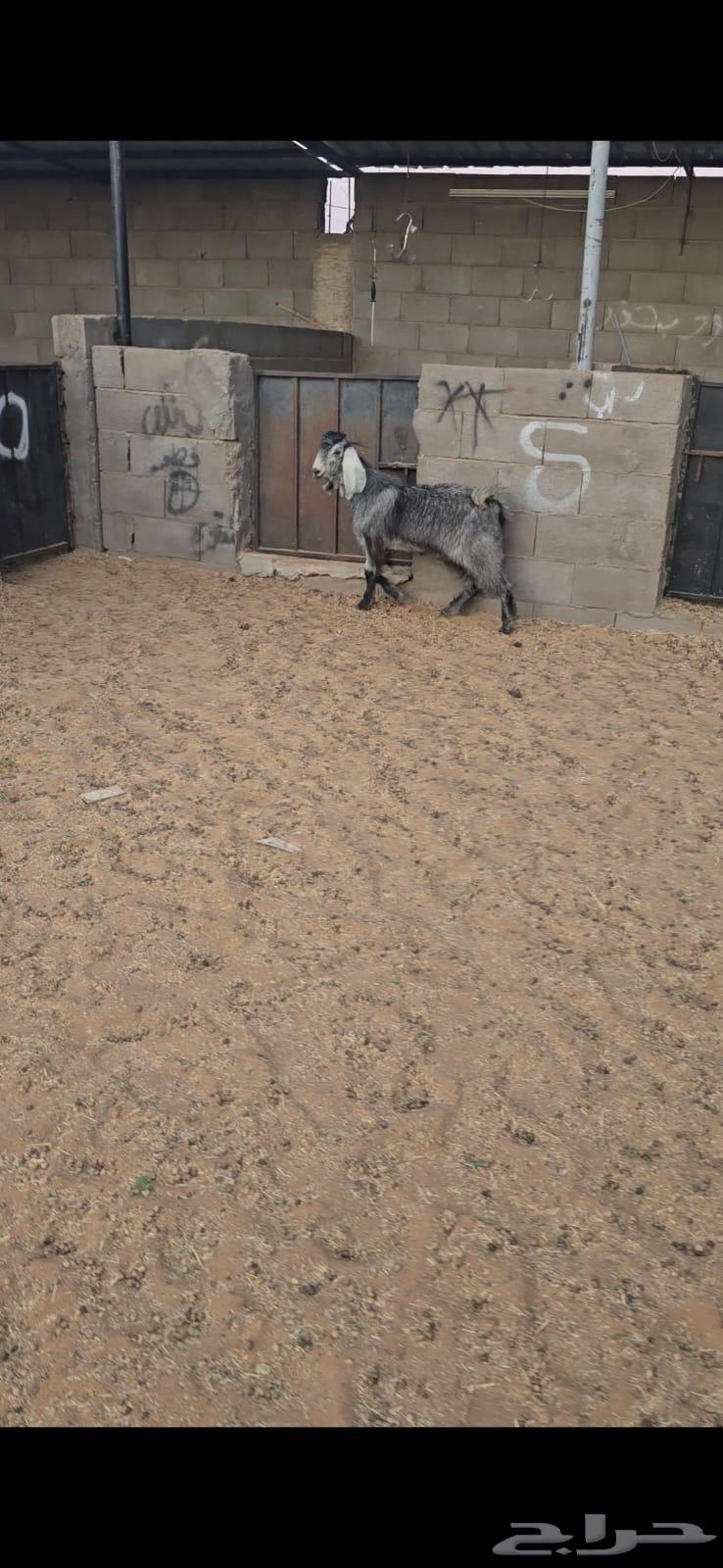 تيس طيب64569862147203112