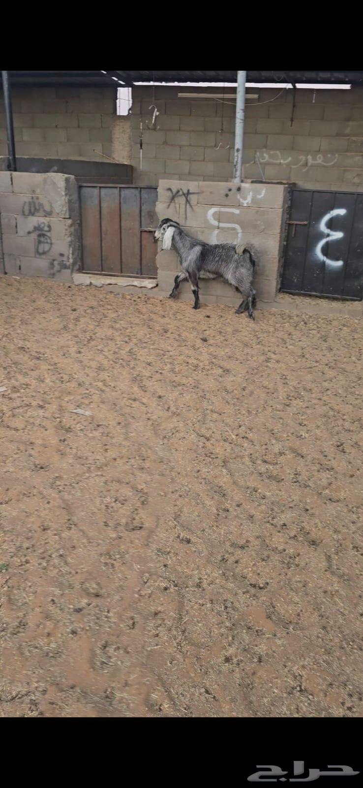 تيس طيب64569862147203111