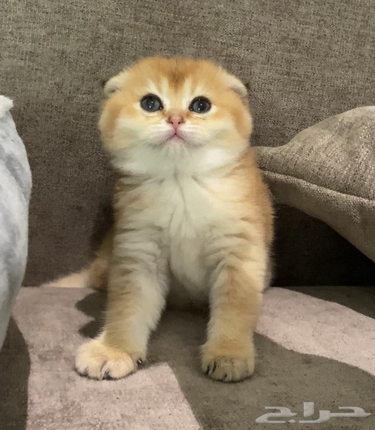 انثى سكوتش فولد للبيع64569454325379110