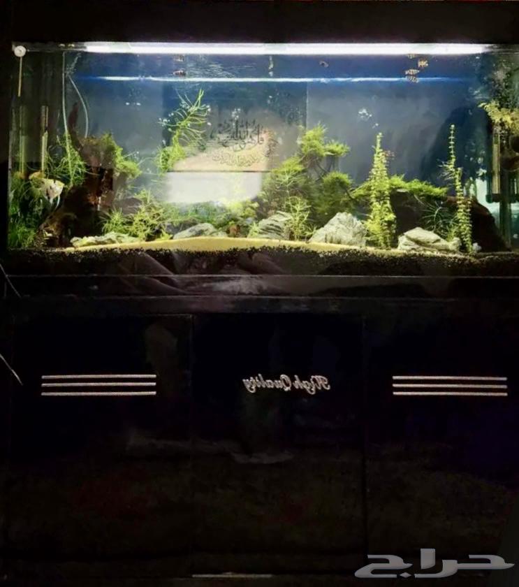 بيع مستعجل حوض سمك كبير في حالة ممتازة جدا64568865830529113