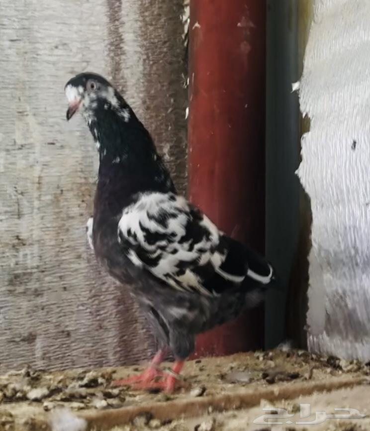 تم البيع أنثى تيدي شينا أساس منتجه64565633572098114