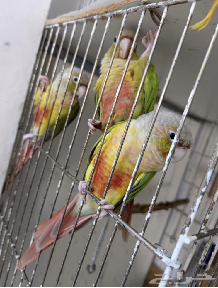 كنيور انناس وحشي64567046023425110