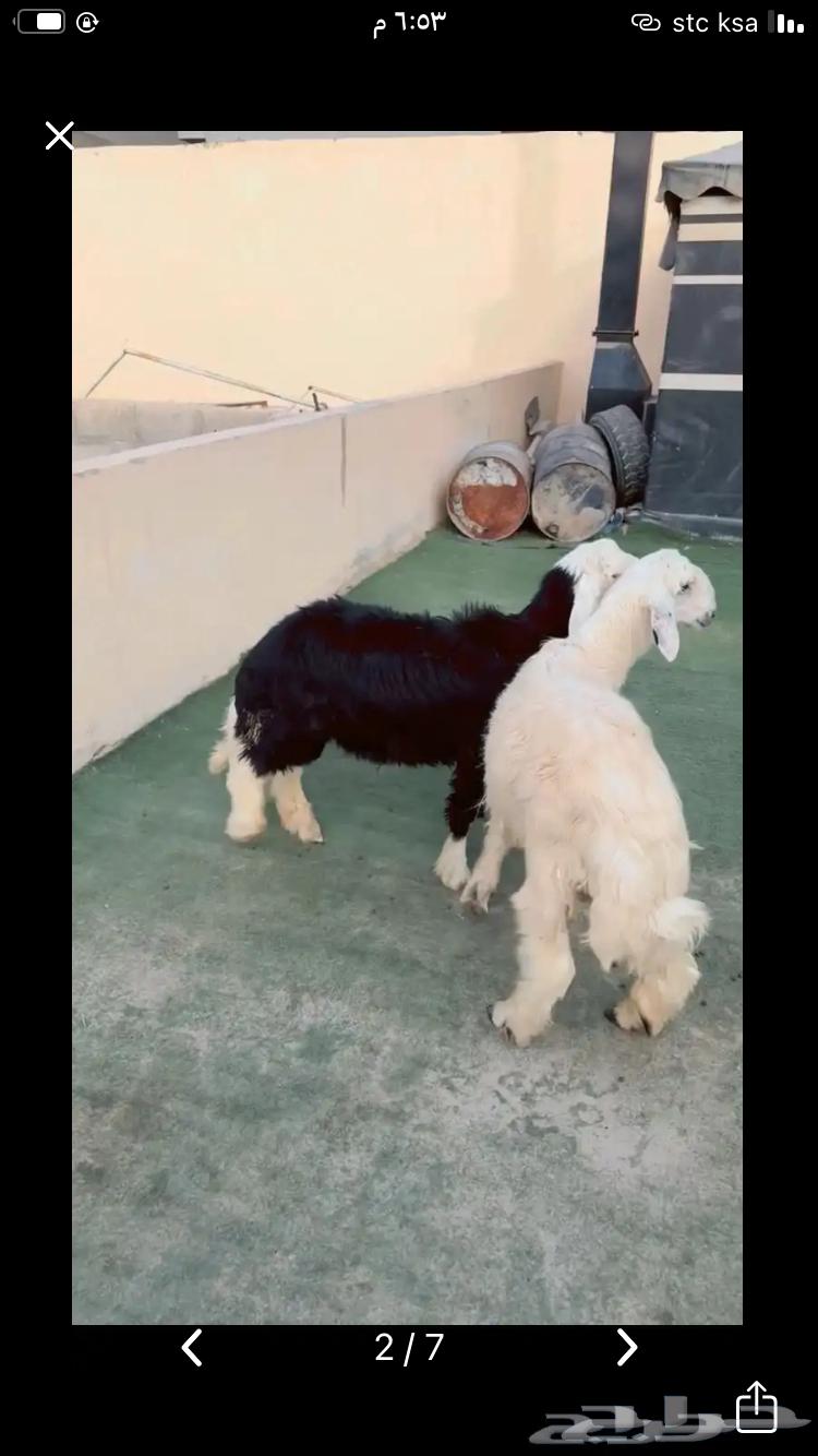 ذبيحه نجدي الرياض حي الشفآء آي مكان نوصل فيه ذبح باقي وحد64569070038531110