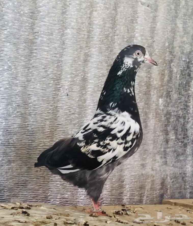 تم البيع أنثى تيدي شينا أساس منتجه64565633572098112