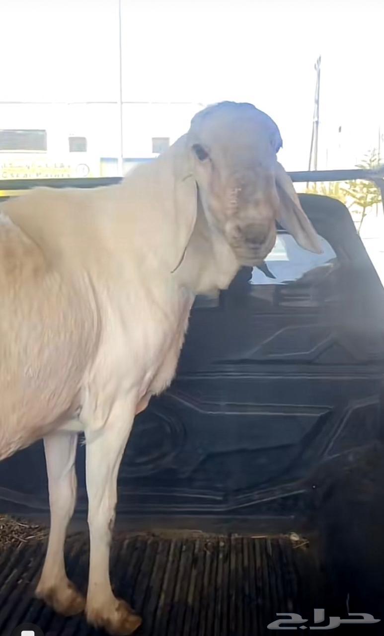 فحل سواكن مطور صنف64570217255427112