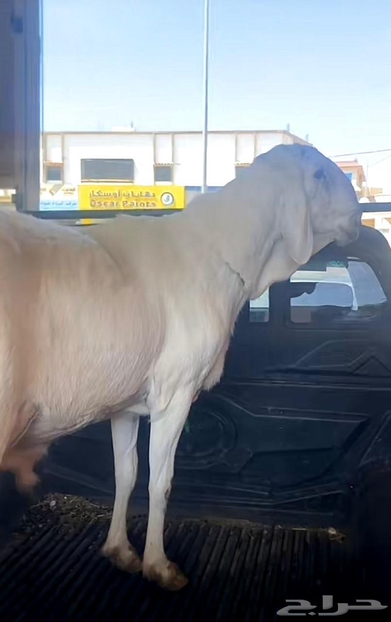 فحل سواكن مطور صنف64570217255427113