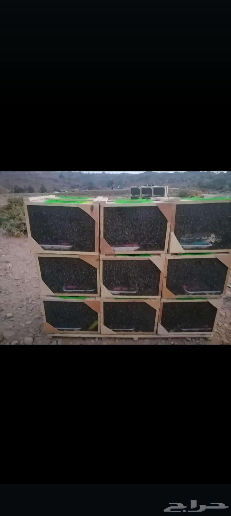 متوفر نحل بفضل الله يوميا64564615525249111