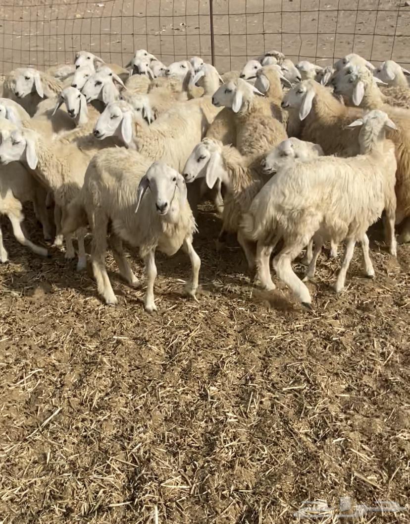 عدد 55 رخال حريات في املج64569288718595113