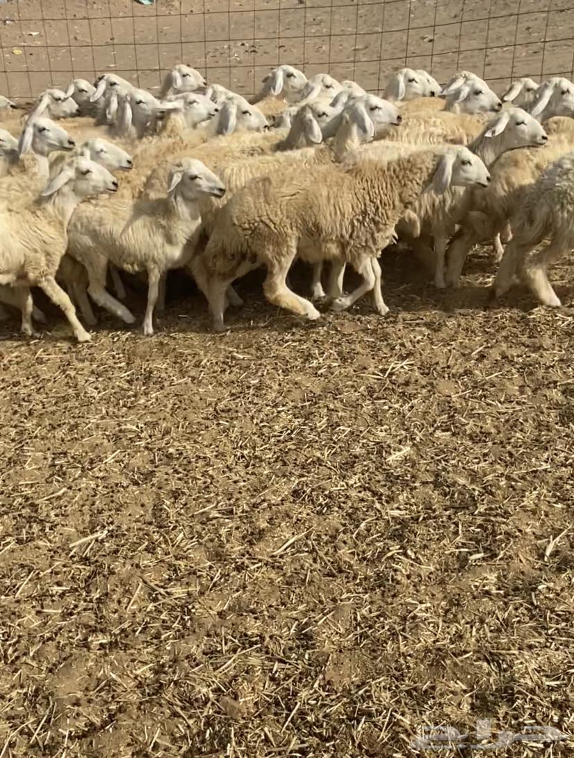 عدد 55 رخال حريات في املج64569288718595111