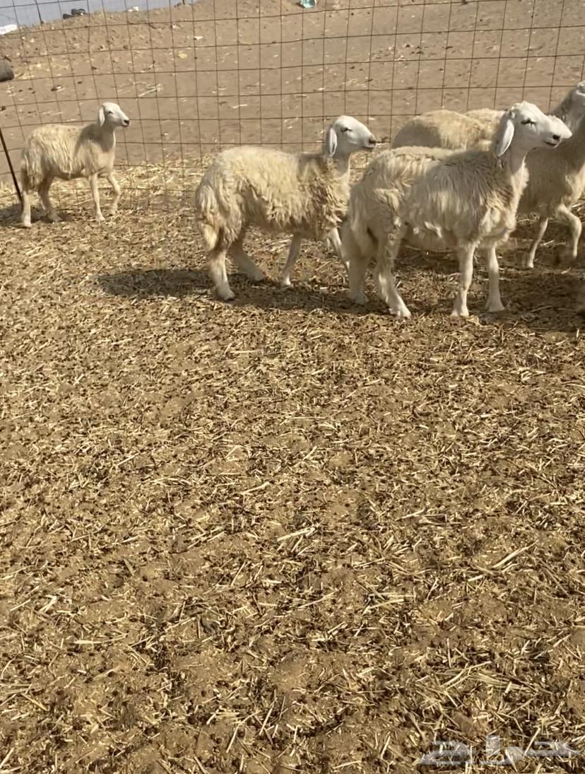 عدد 55 رخال حريات في املج64569288718595112