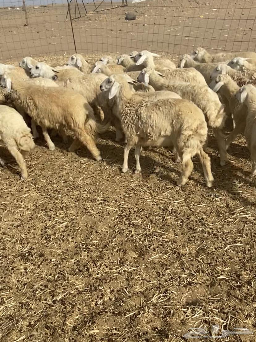 عدد 55 رخال حريات في املج64569288718595110