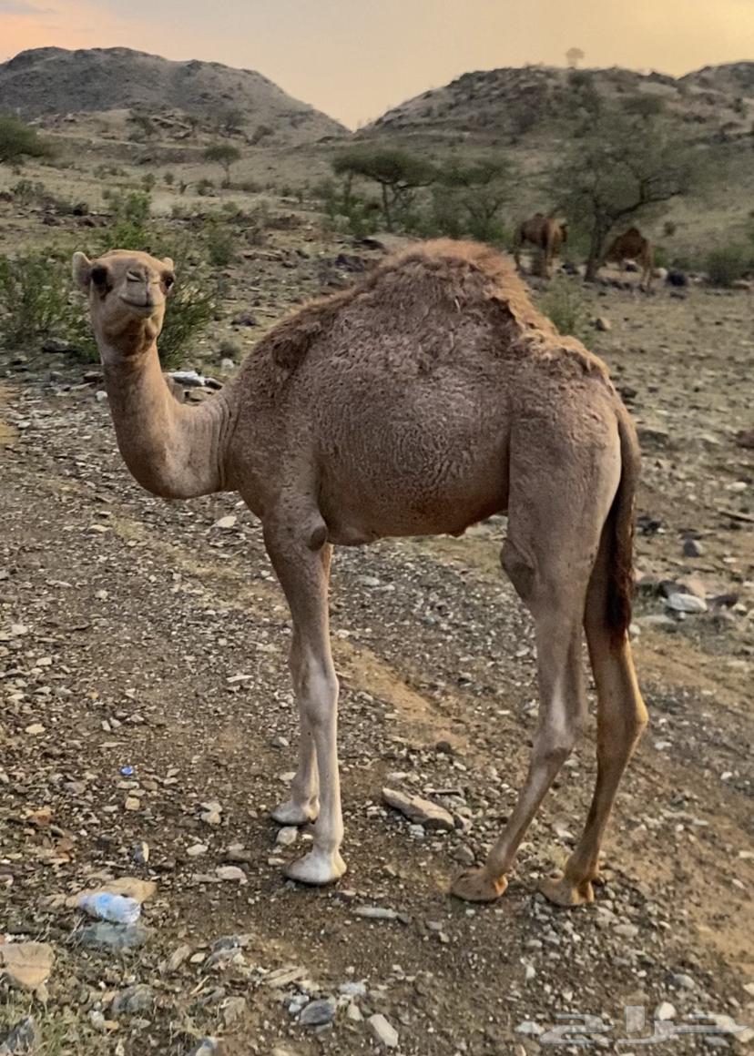 قعدان للبيع64569274890498111