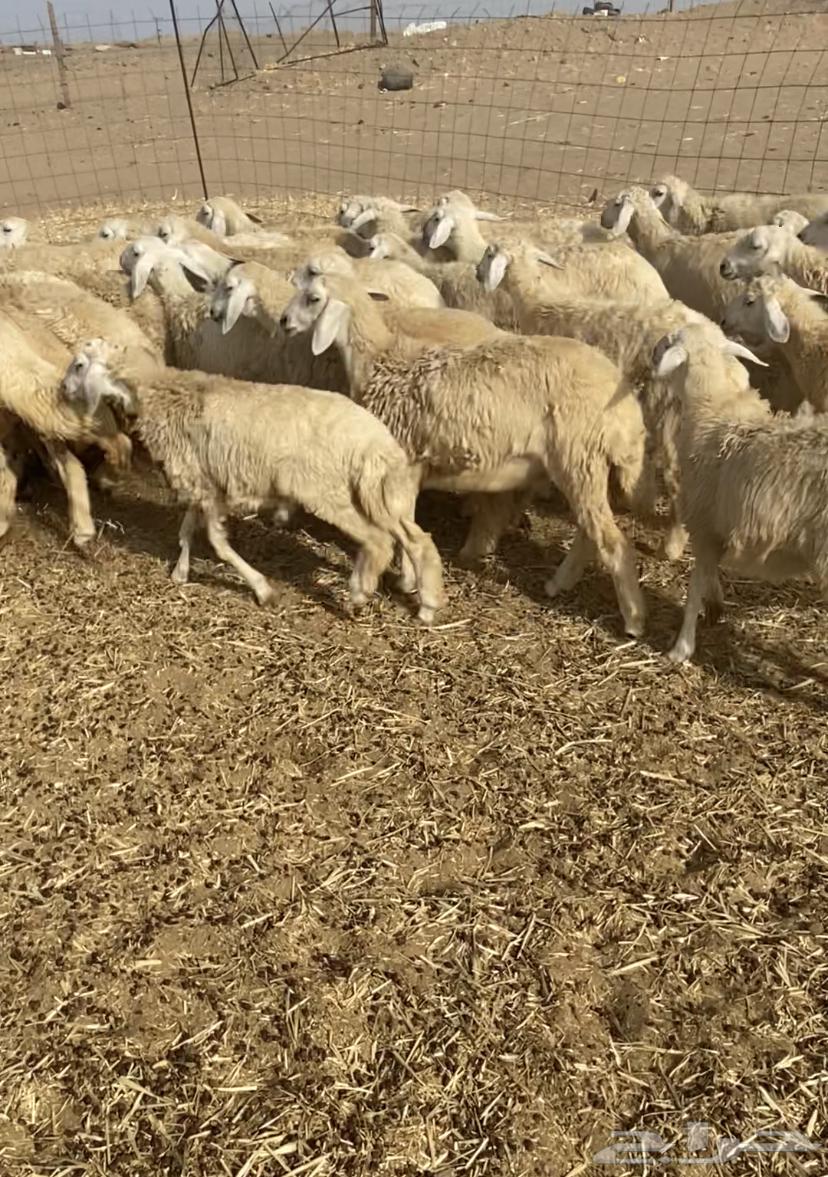 عدد 55 رخال حريات في املج64569288718595114