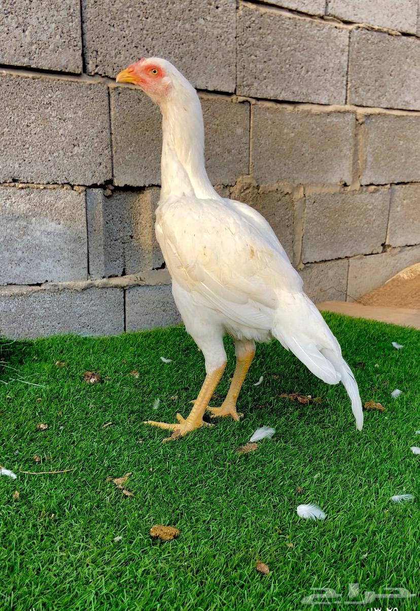 تم البيع الله يبارك لمن شراء64568440217986112