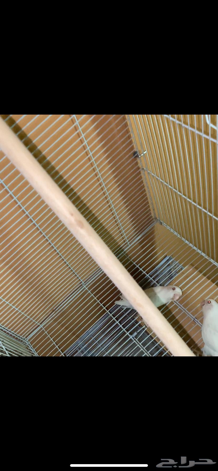 ازواج روز وكروان منتجه للبيع64566783295106111