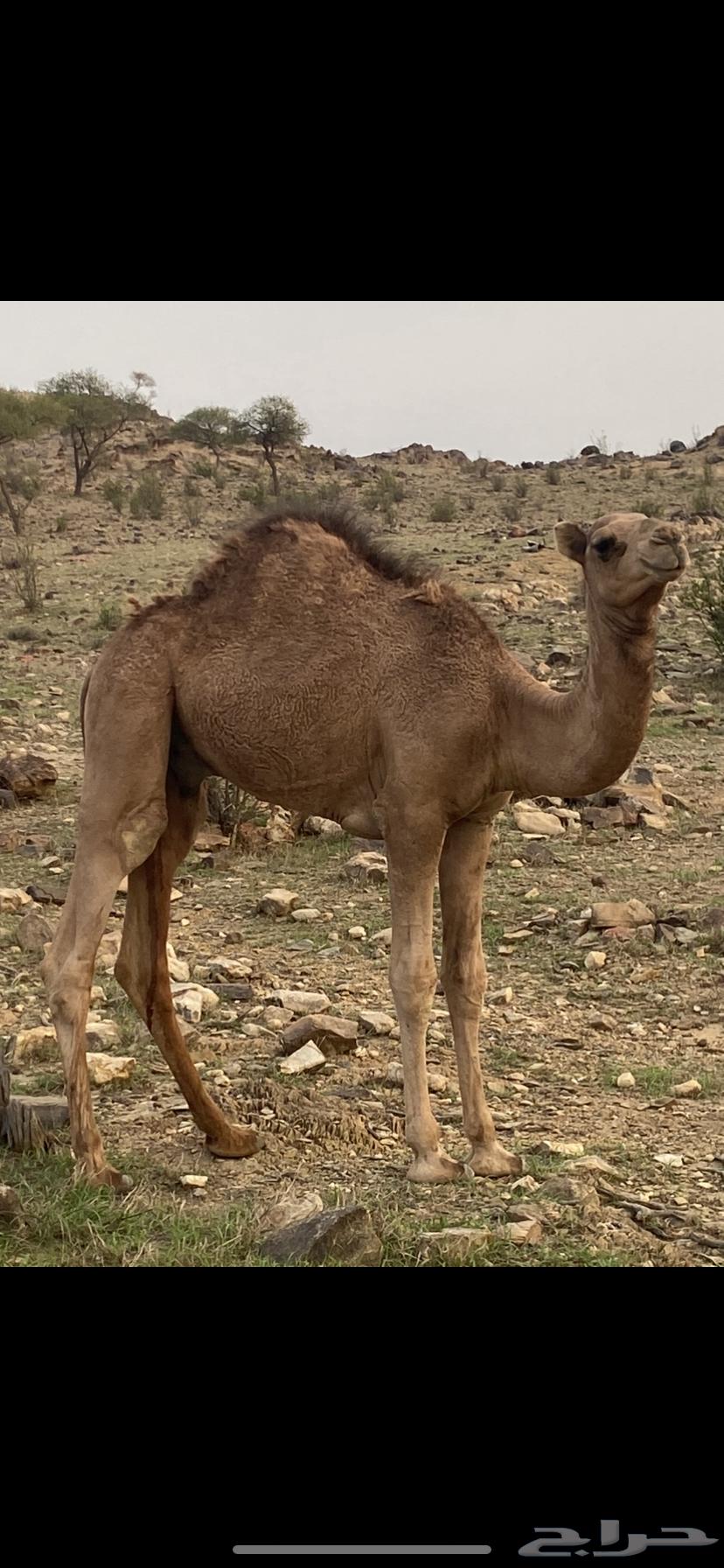 قعدان للبيع64569274890498110