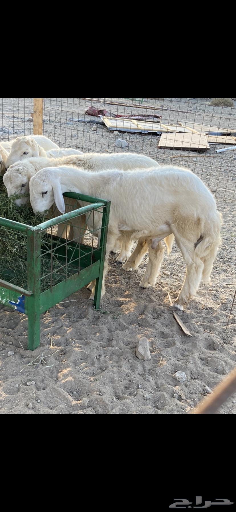 طليان ذبايح للبيع64566507183105112