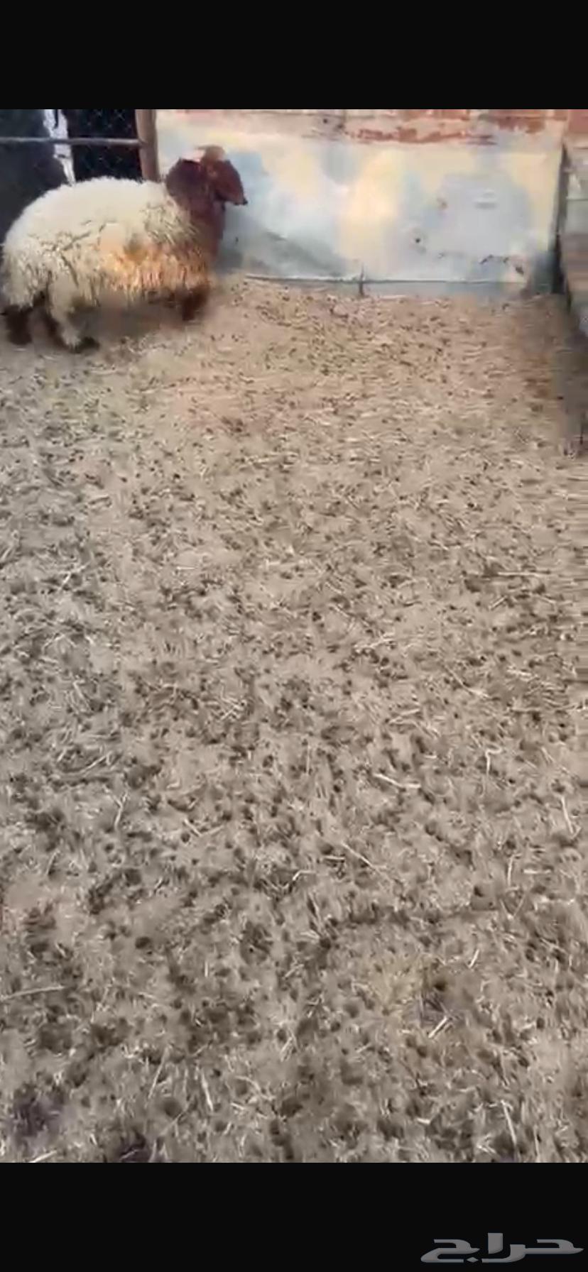 للبيع طلي64568797650307111