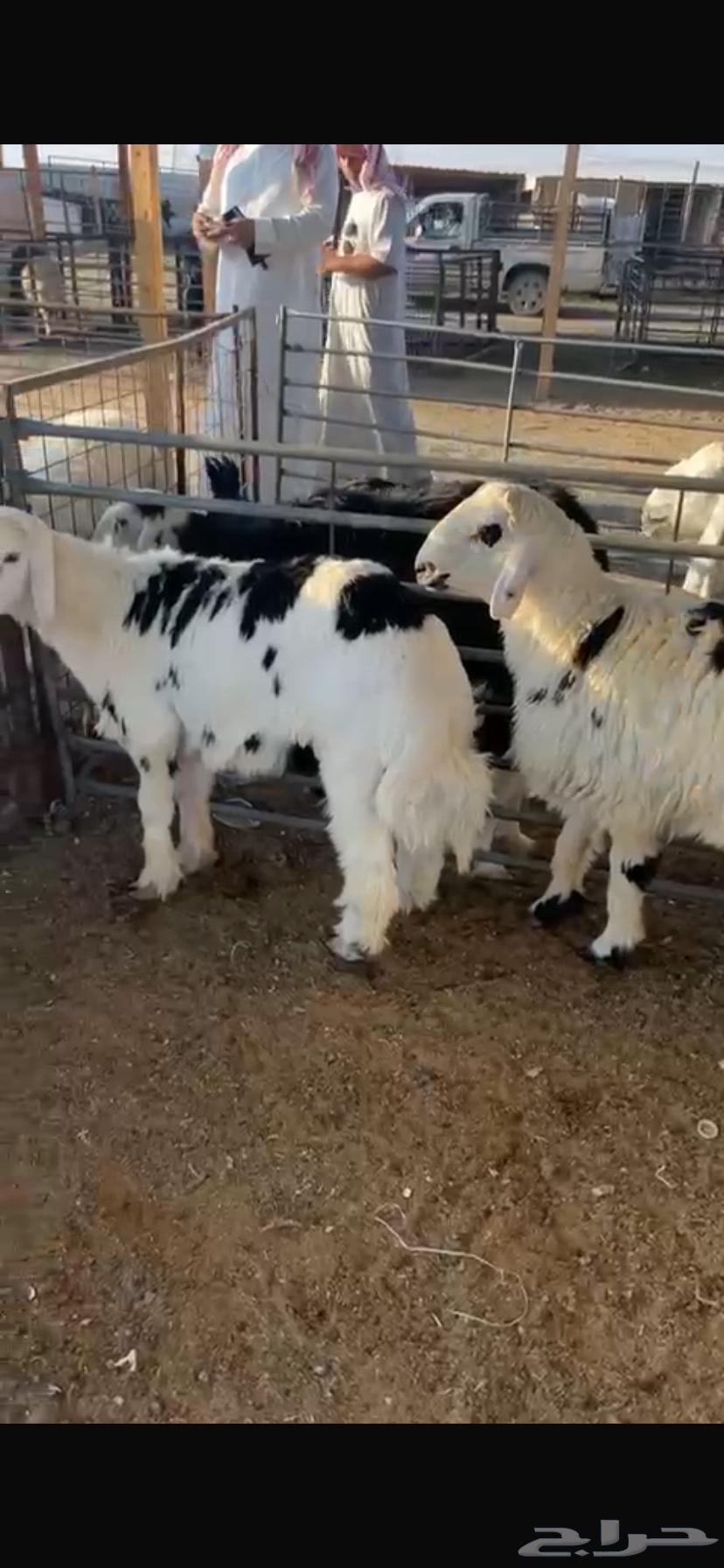 All types of slaughtered animals with slaughter service and delivery64563785238145114