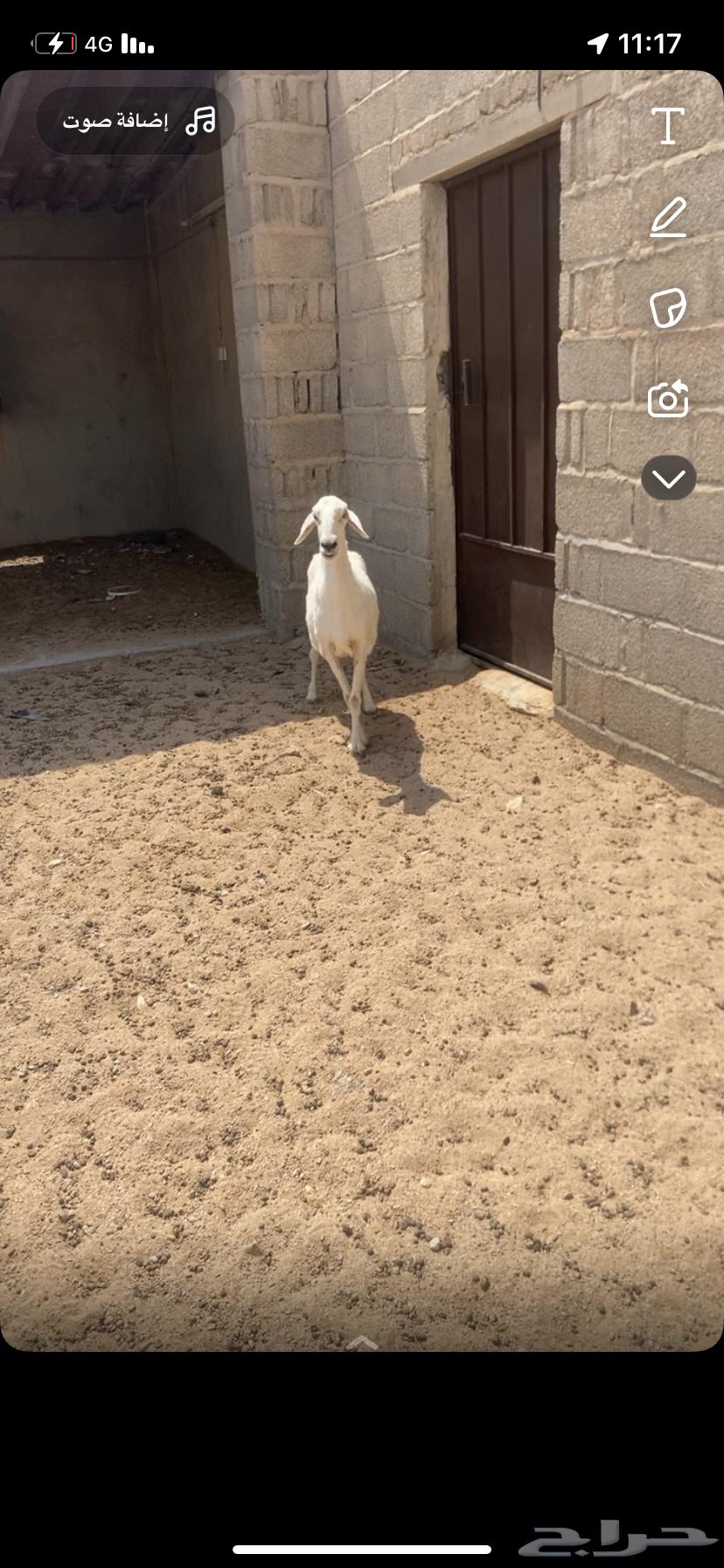 شاه حريه دافع لها3ونص فحص سونار64565382079105111