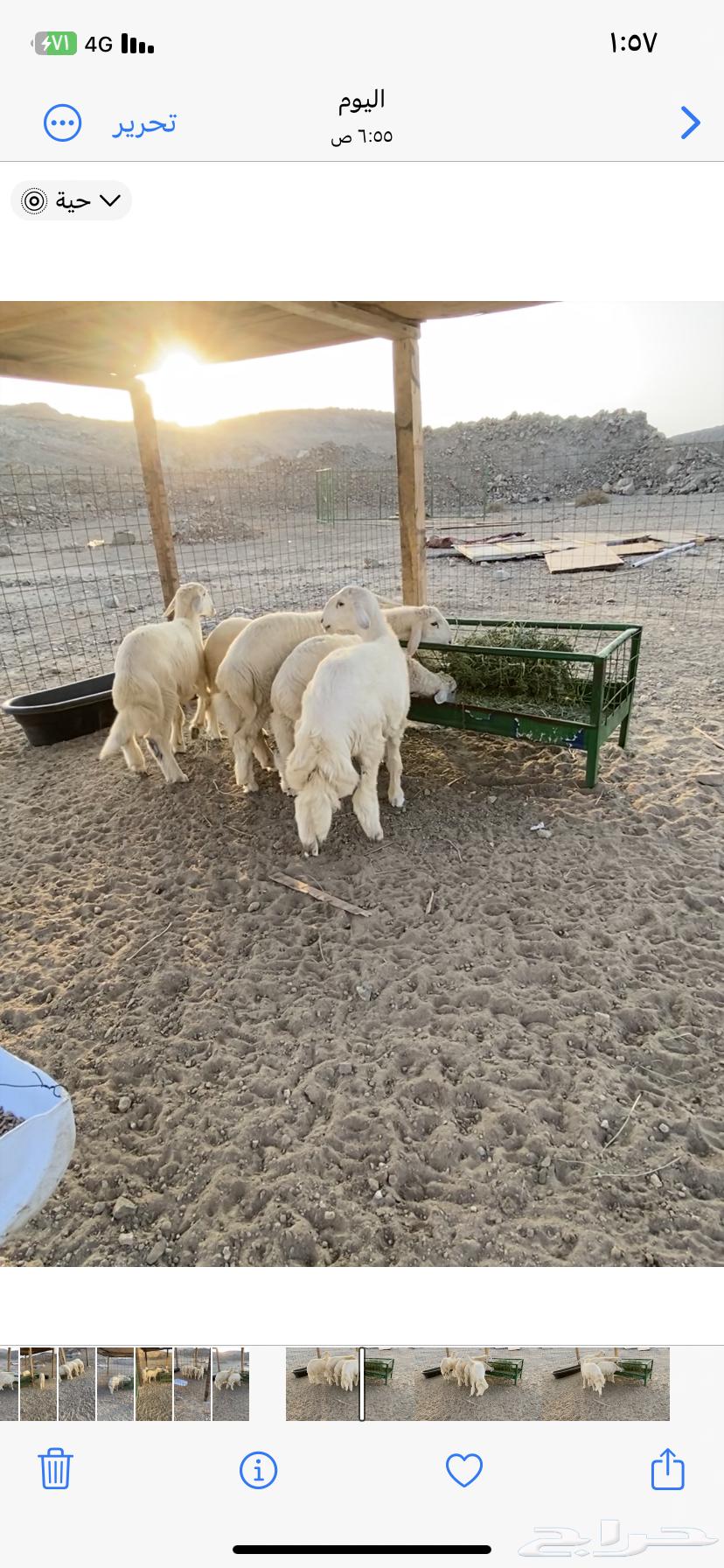 طليان ذبايح للبيع64566507183105111