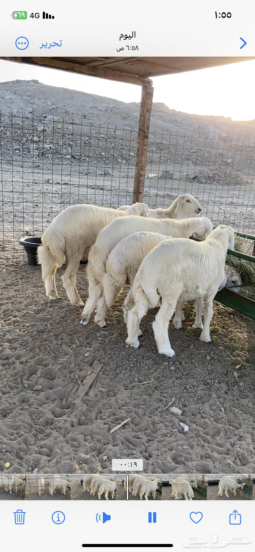 طليان ذبايح للبيع64566507183105113