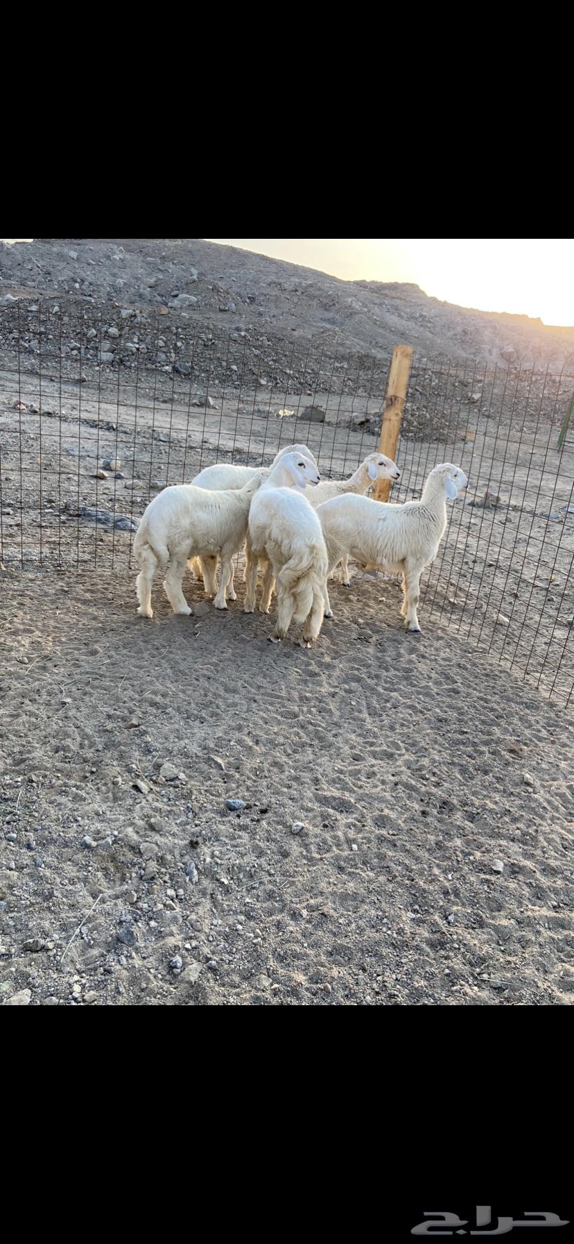 طليان ذبايح للبيع64566507183105110