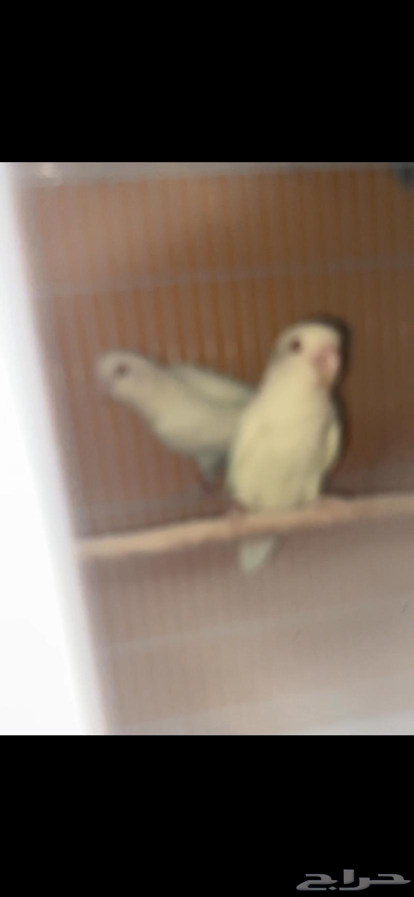 ازواج روز وكروان منتجه للبيع64566783295106110