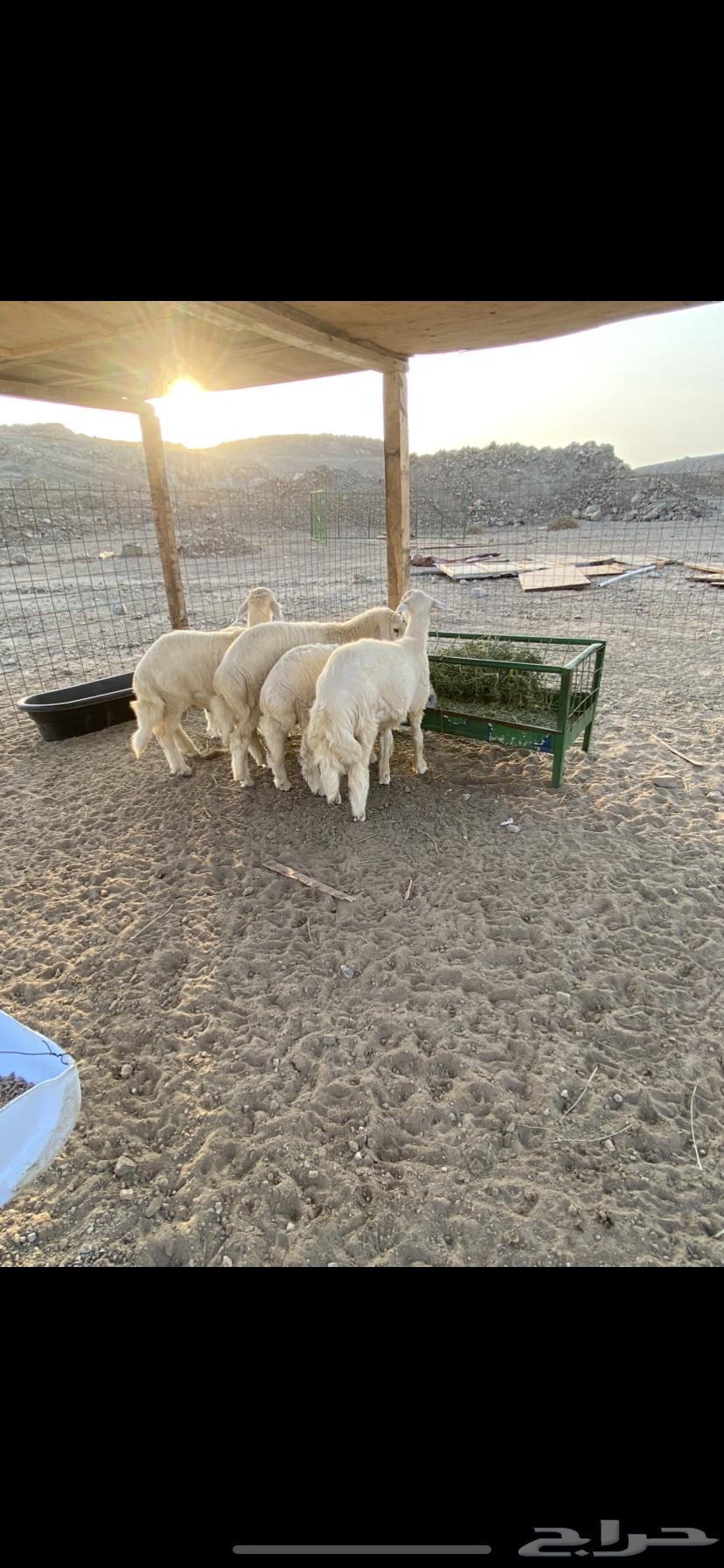 طليان ذبايح للبيع64566507183105114