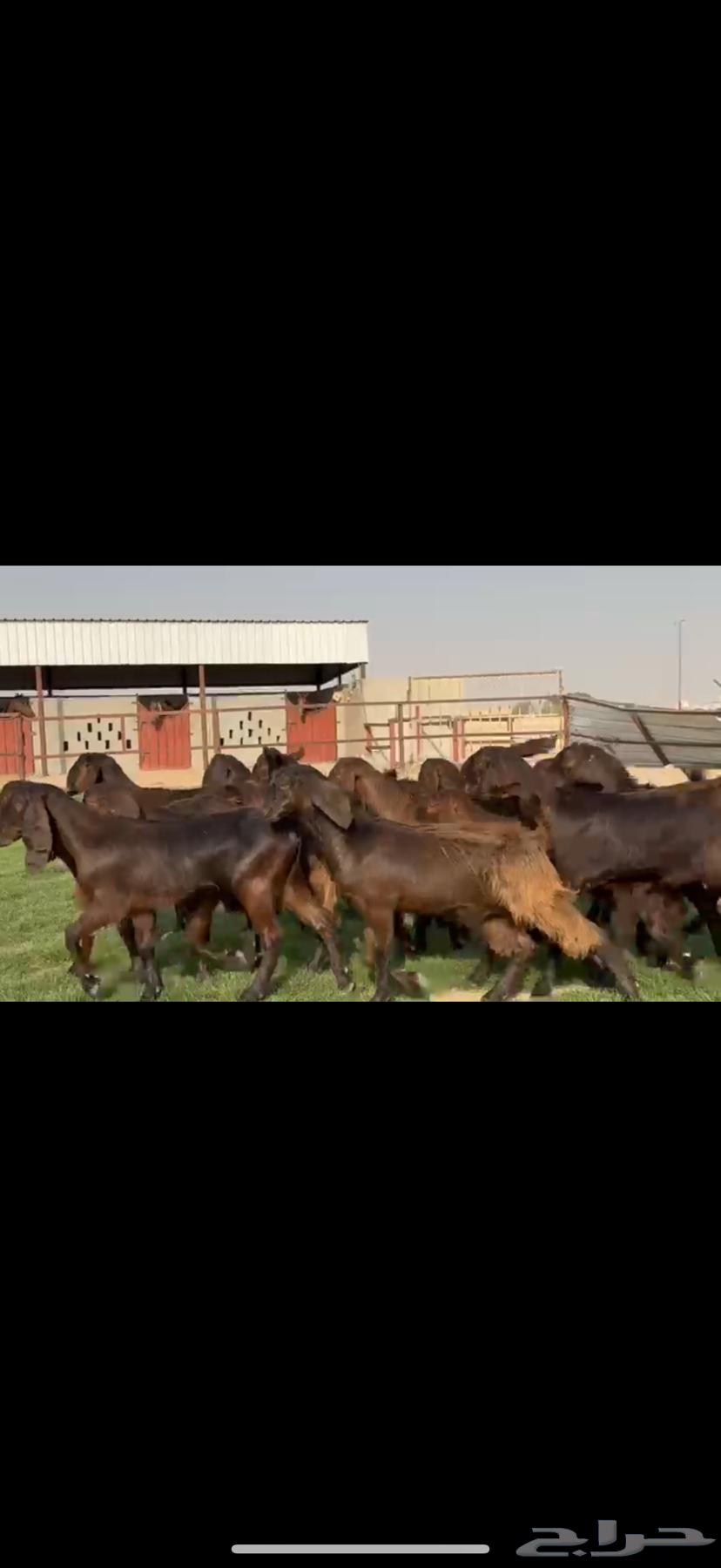 جذعات مصريات بيور جم بدون قرون64568811167489112