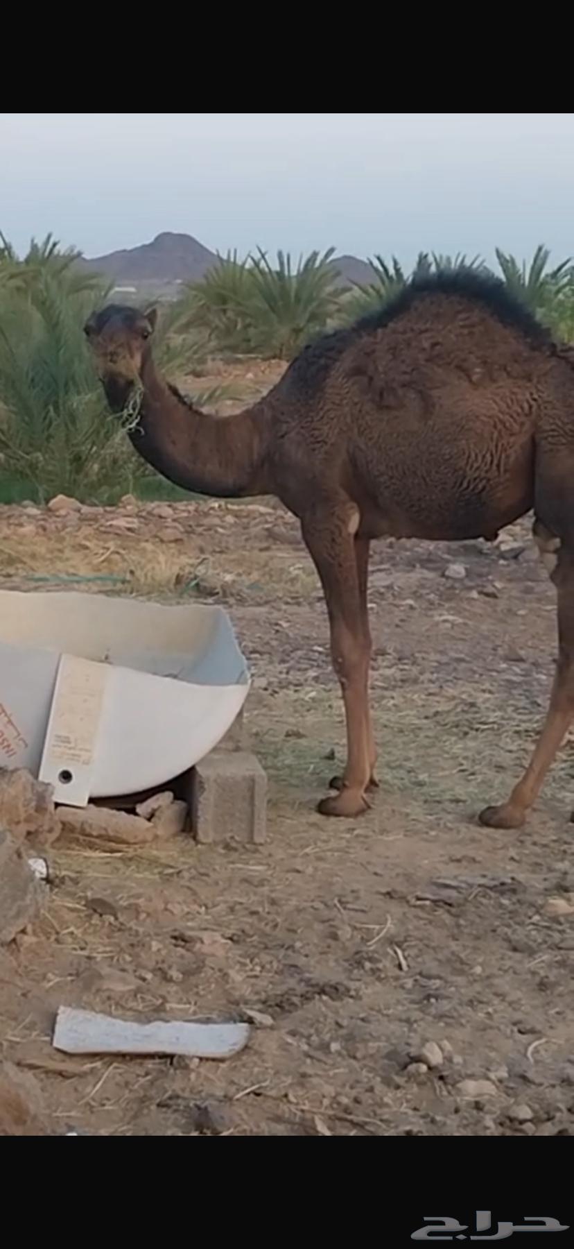 قعود لباني للبيع64563007071105111