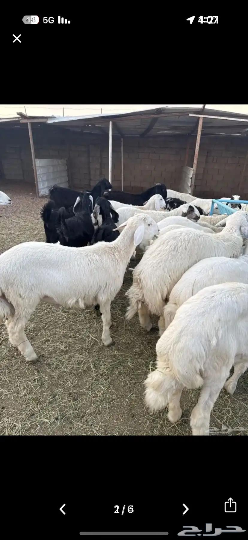 طليان وتيوس جبره64564768303490110