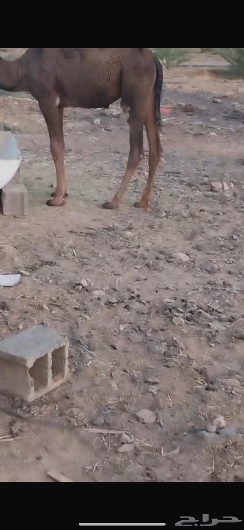 قعود لباني للبيع64563007071105112