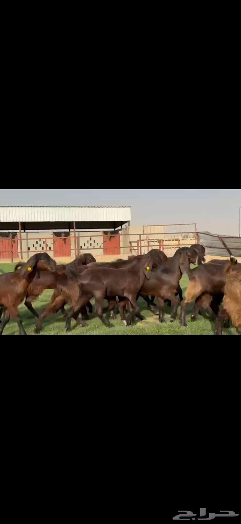 جذعات مصريات بيور جم بدون قرون64568811167489113