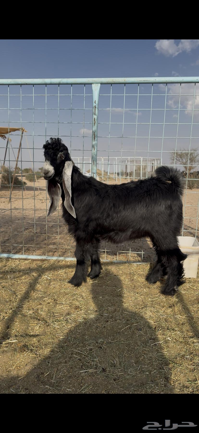 تيس للبيع64564908204419110