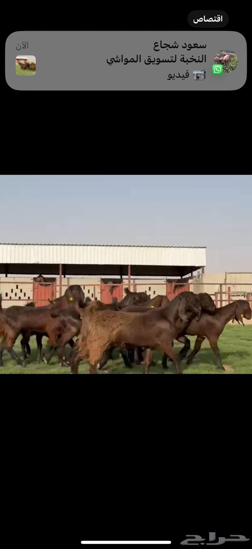 جذعات مصريات بيور جم بدون قرون64568811167489110