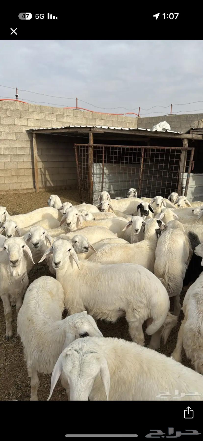 طليان وتيوس جبره64564768303490111