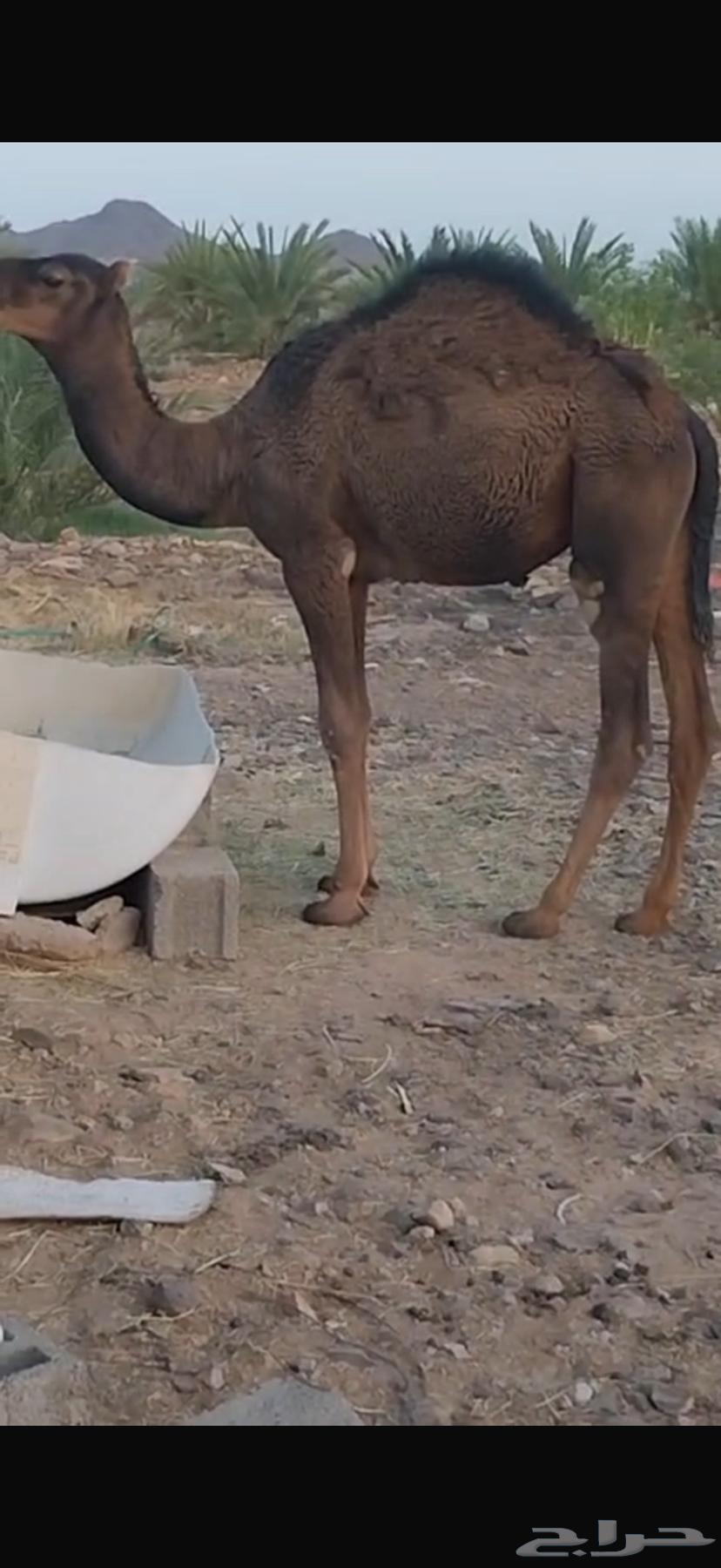 قعود لباني للبيع64563007071105110