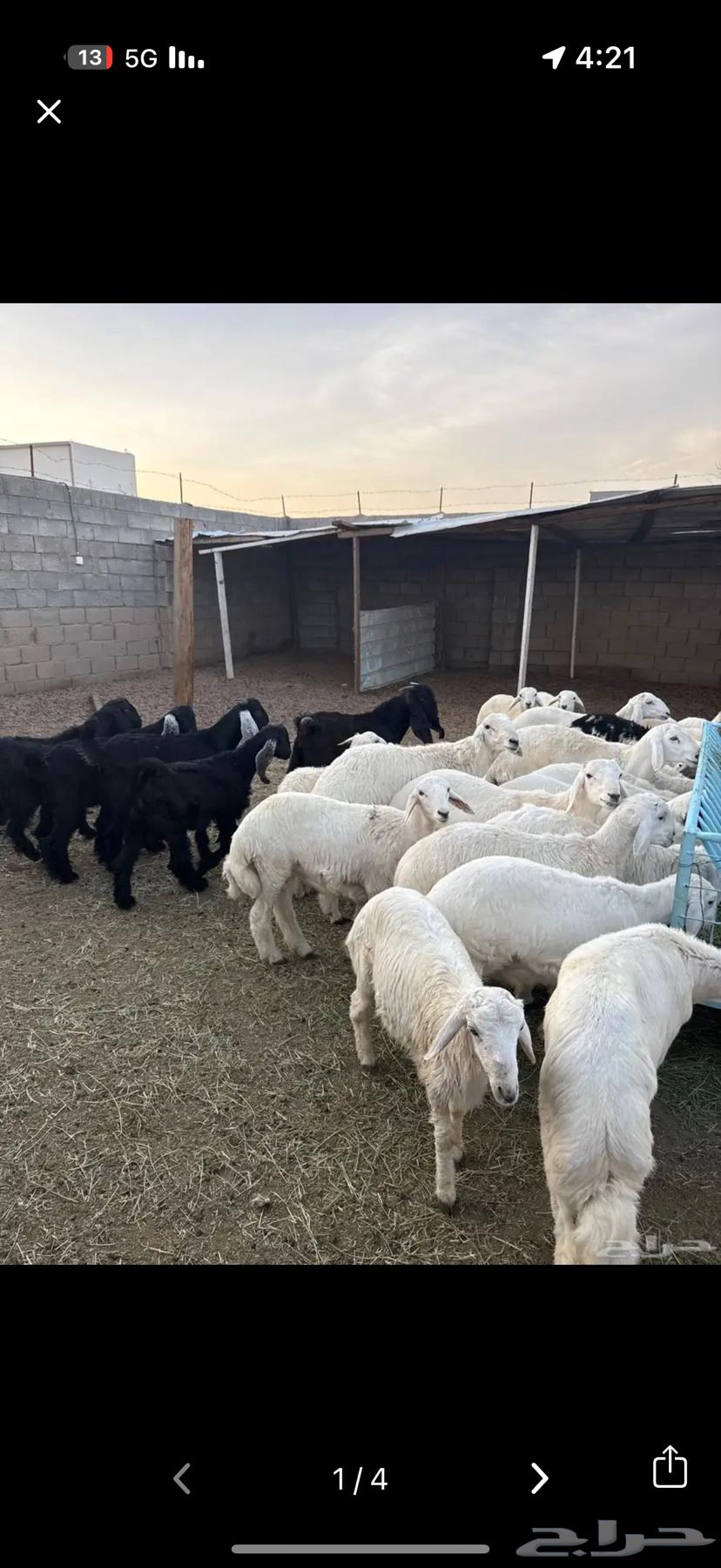 طليان وتيوس جبره64564768303490113