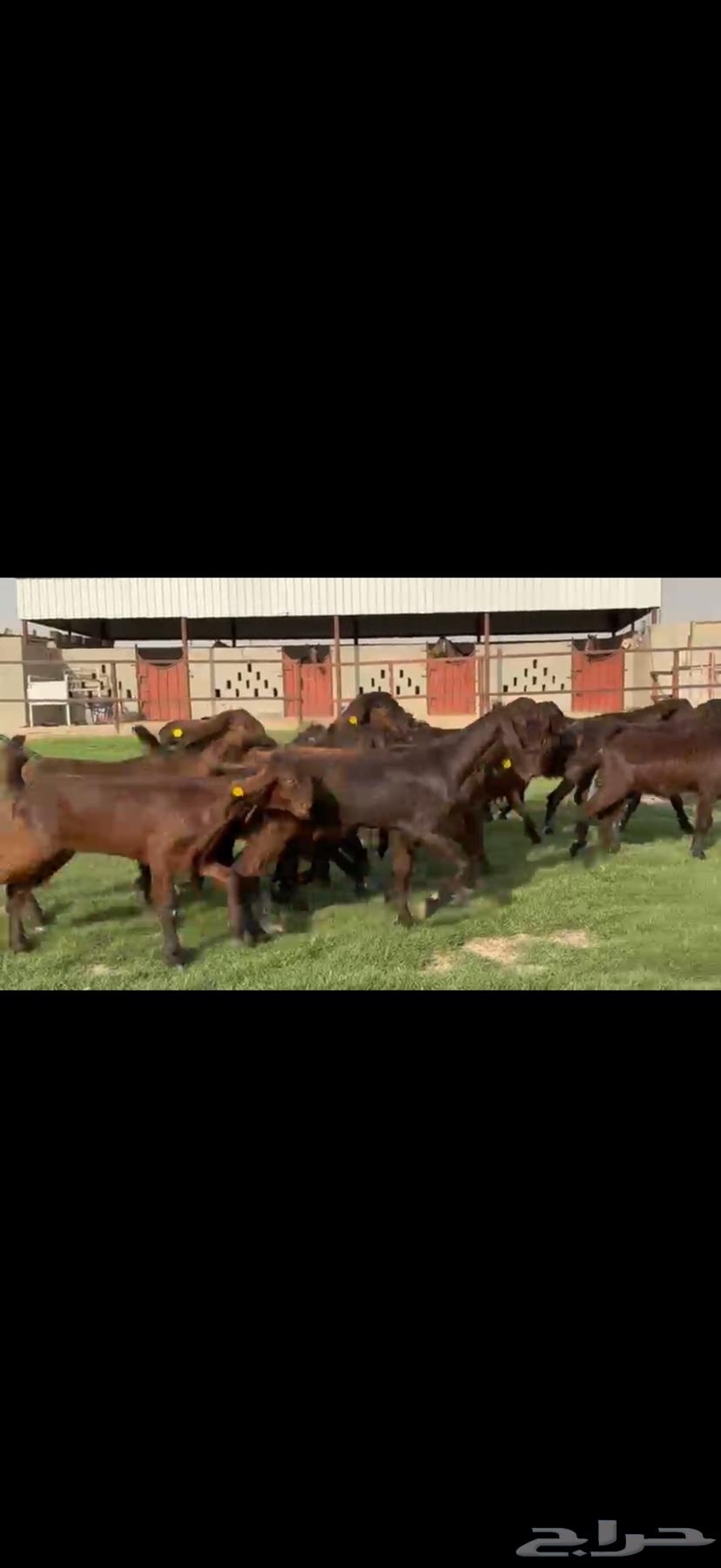 جذعات مصريات بيور جم بدون قرون64568811167489114