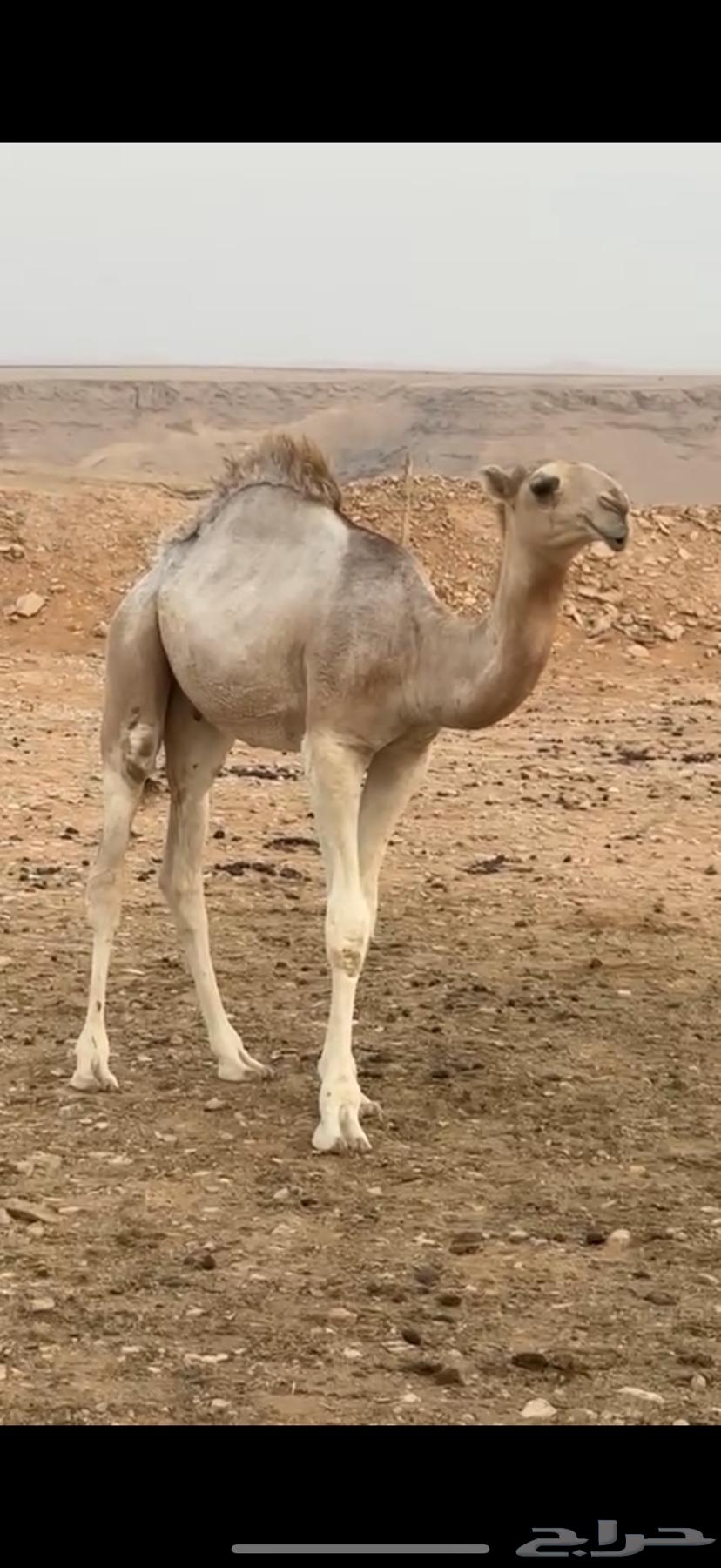 حوار فحل على الأدلخ64570135327361111