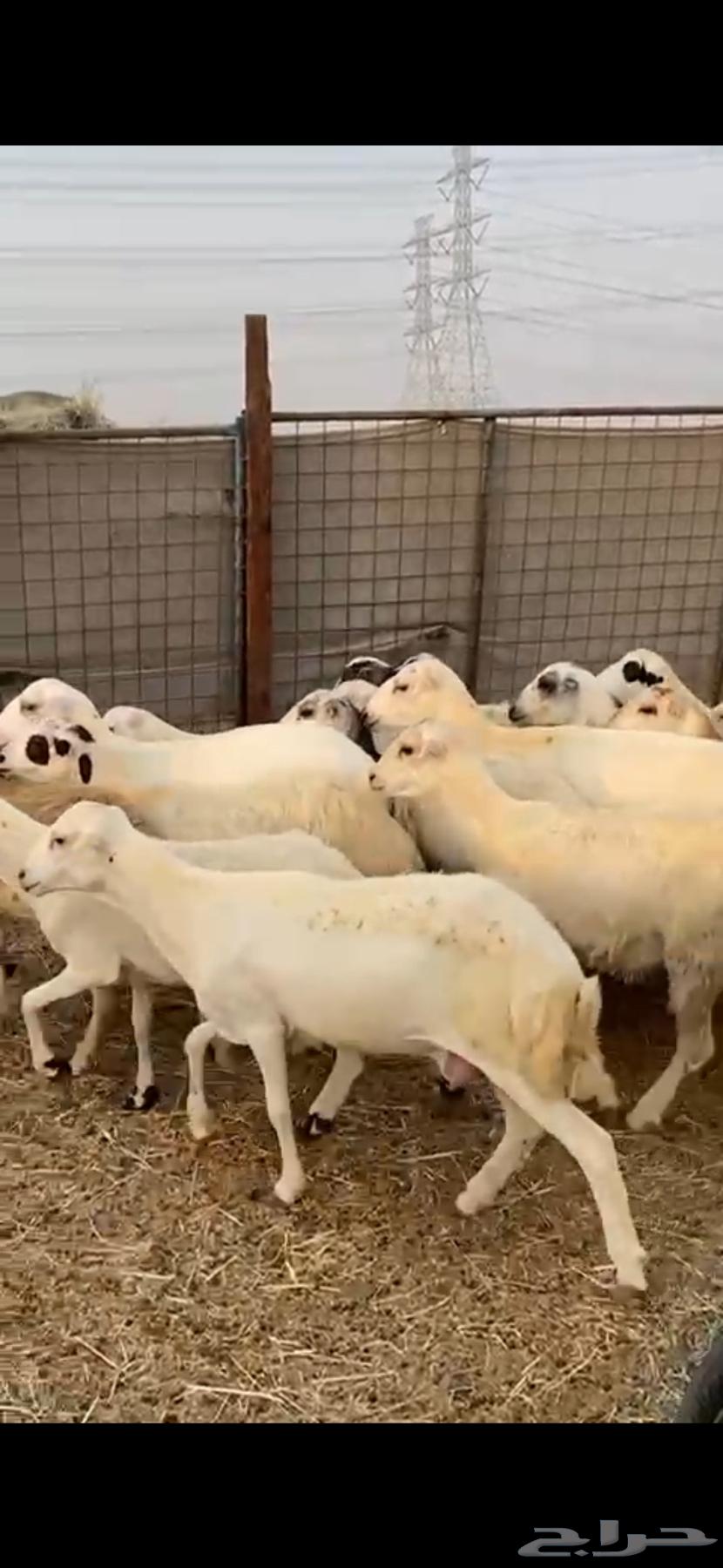 21 رخال جذعات دفيع شرط سونار الحد 100064565465452545110