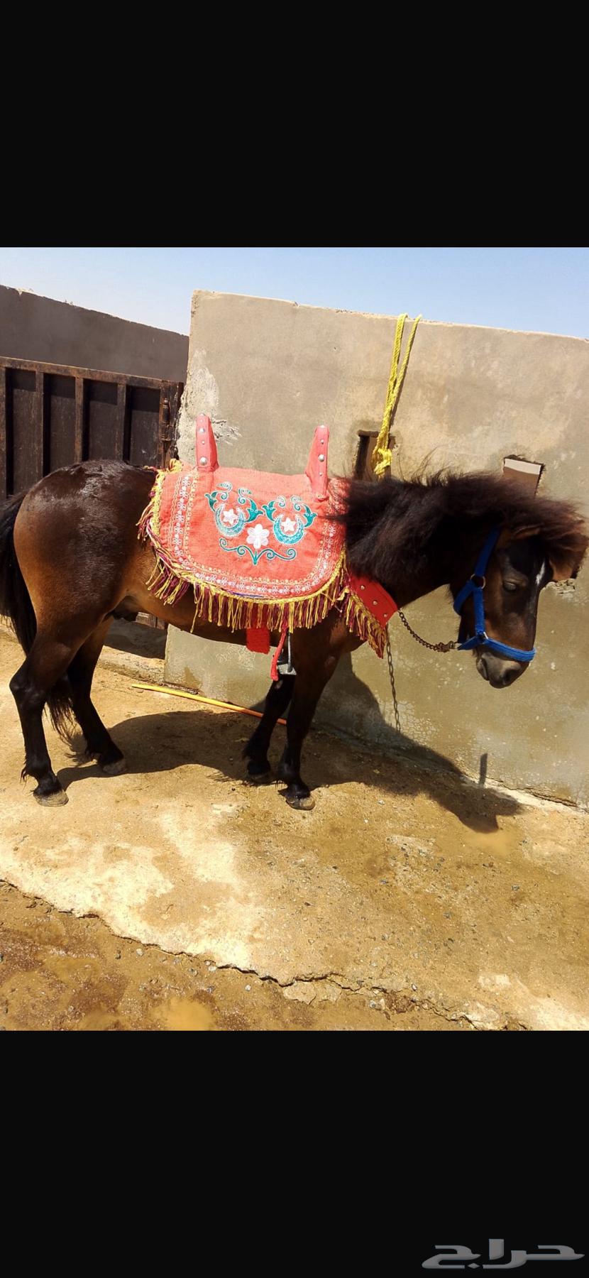 خيل سيسي64563964334593114