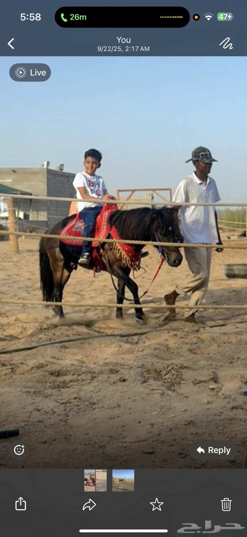 خيل سيسي64563964334593112