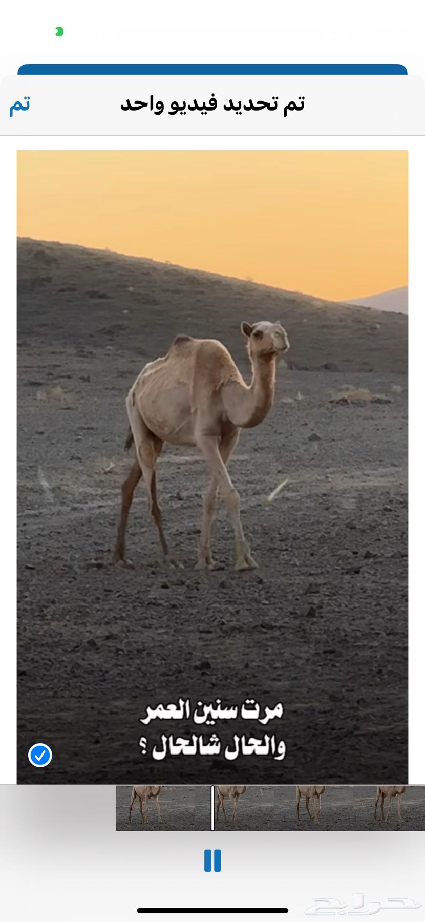 للبيع ناقه ضريبه كبيره اشوي العام اعشرا64570435467650110