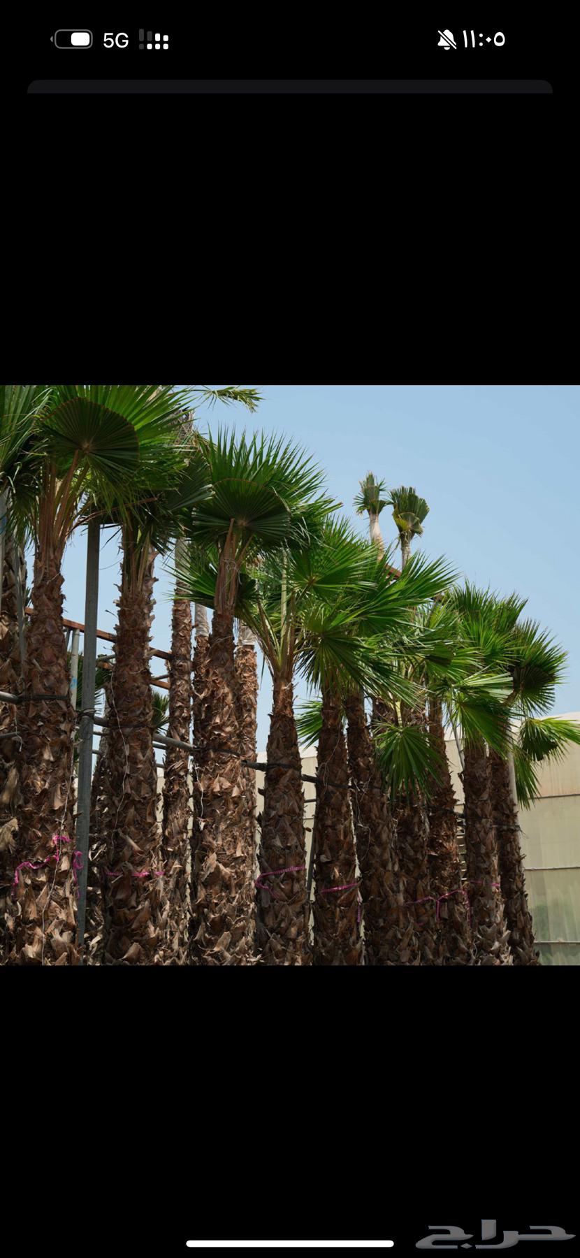 شجر واشنطانيا64571092643073110