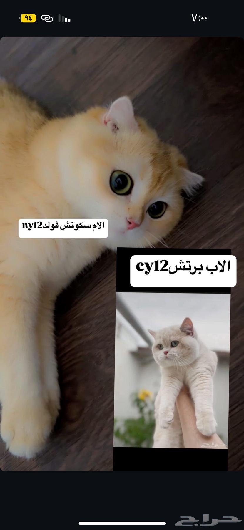 بيع قطط سكوتش تم البيع64569343443075114