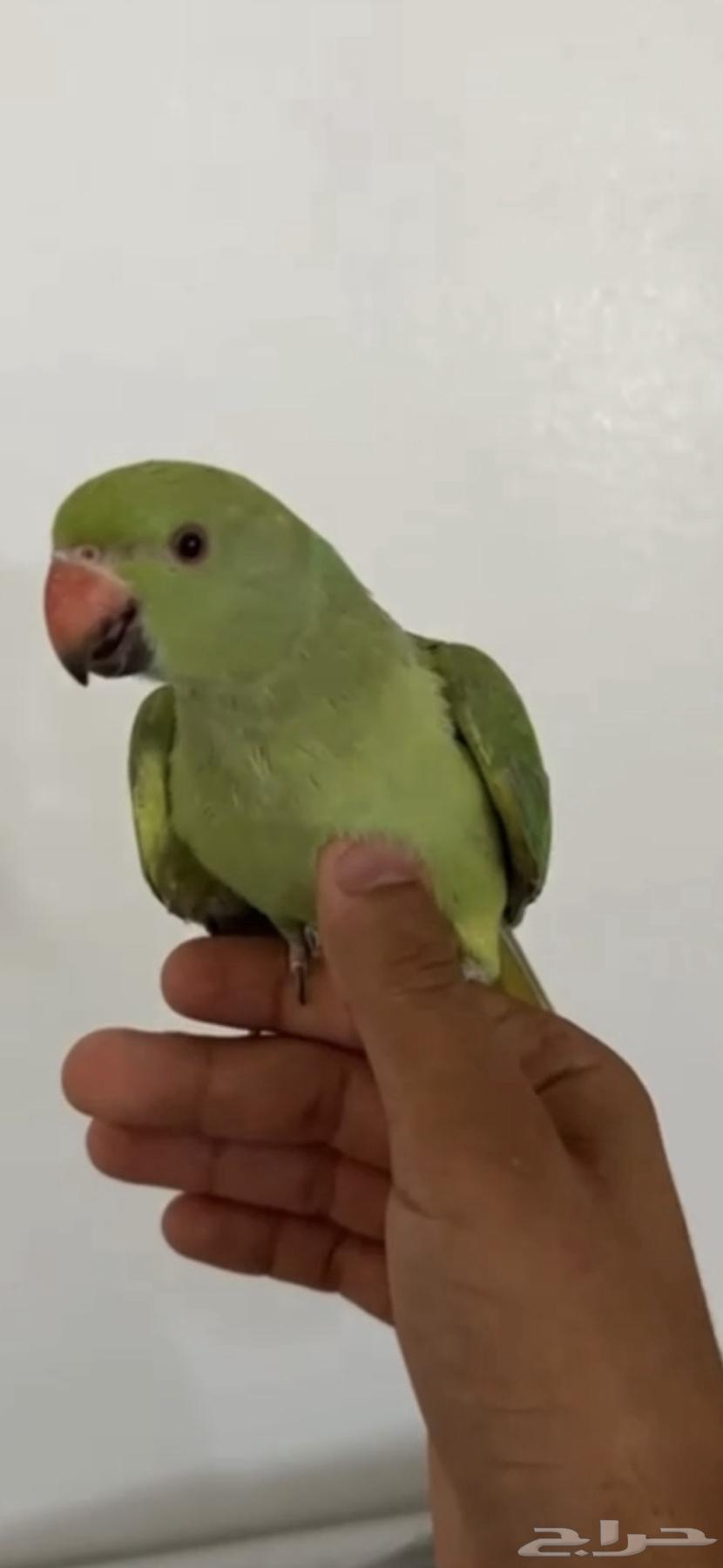 تم البيع64567919270785112