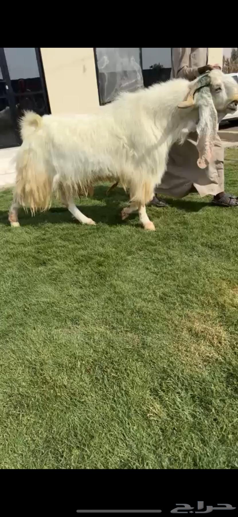 للبيع تيس مطور ابيض خصصصم64565214494338110